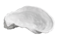 Élégante porcelaine d'huître